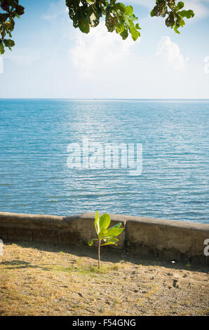 junger Baum an einem tropischen Strand auf den Philippinen Stockfoto