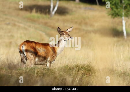 Rothirsch Doe stehen auf einer Lichtung (Cervus Elaphus) Stockfoto