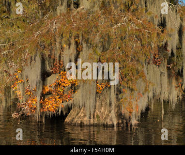 Dauterive See Herbst Cypress Stockfoto