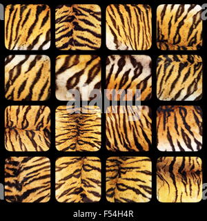 Sammlung von echten Tiger Fell Texturen auf schwarzem Hintergrund Stockfoto