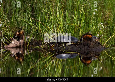 Gemalte Schildkröten Stockfoto