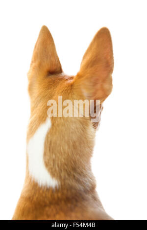 Süße Hunde mit spitzen Ohren Stockfoto