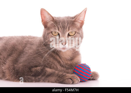 Blau Tabby Katze mit einem roten und blauen gestreiften Ball auf weiß Stockfoto