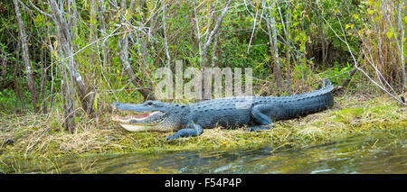 Mund und Zähne von einem amerikanischen Alligator Aalen durch Turner Fluß am Tamiami Trial, Florida Everglades, USA Stockfoto