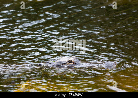 Amerikanischer Alligator Schwimmen im Fluss in den Everglades von Florida, Vereinigte Staaten von Amerika Stockfoto