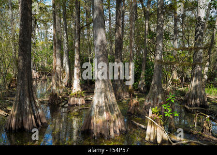 Von Bäumen Wald Sumpfzypresse Taxodium Distichum und Reflexionen im Sumpf in den Florida Everglades, USA Stockfoto
