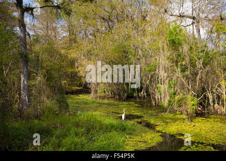 Silberreiher in Feuchtgebieten Sumpf in den Everglades von Florida, Vereinigte Staaten von Amerika Stockfoto