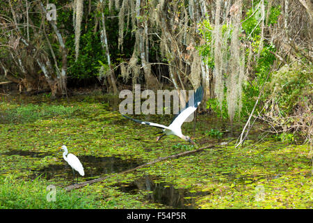 Großer Reiher stehen und seltenen Holz Storch Mycteria Americana, während des Fluges in Sümpfen in Florida Everglades, USA Stockfoto