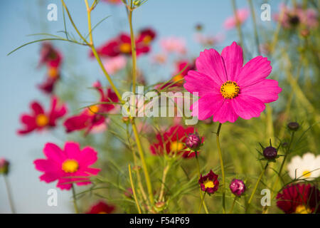 Bunte Kosmos Blumen gegen blauen Herbsthimmel Stockfoto