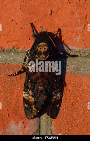 Toten Kopf. Der große massive Schmetterling aus der Familie der Brazhnik. Nacht-Insekt. Stockfoto