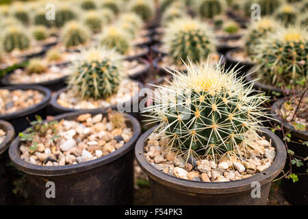 Kleine viele Kakteen in den Töpfen im Garten hautnah Stockfoto