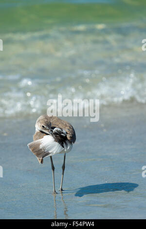 Willett, Tringa Semipalmata, eines der Küstenvögel, putzen am Strand Ufer auf Captiva Island, Florida USA Stockfoto