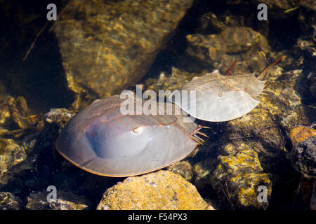 Zuchtpaar Pfeilschwanzkrebse, Limulus Polyphemus, bei j.n. Ding Darling National Wildlife Reserve, Captiva Island, Florida USA Stockfoto