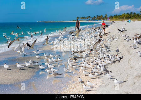 Touristen zu Fuß unter Küstenvögel und Watvögel - Skimmer, Willets, Seeschwalben - am Ufer der Küste auf Captiva Island, Florida, USA Stockfoto