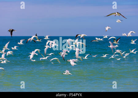 Herde von Küstenvögel und Watvögel - Skimmer, Willets, Seeschwalben - im Flug Küstenlinie von der Küste auf Captiva Island, Florida, USA Stockfoto