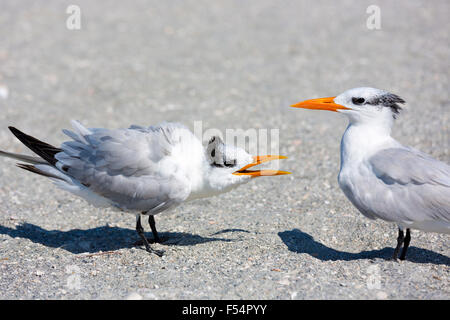 Paar der königliche Seeschwalben Streit im Gespräch, ein Gespräch und den anderen zuhören, am Strand von Captiva Island, Florida USA Stockfoto