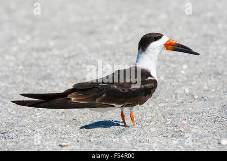 Schwarzes Abstreicheisen Rynchops Niger stehen am Strand von Captiva Island, Florida, USA Stockfoto