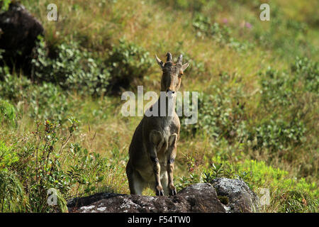 Die Nilgiri Tahr (Nilgiritragus Hylocrius) Volksmund Nilgiri Steinbock oder einfach Steinbock. Stockfoto