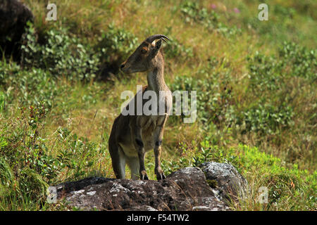 Die Nilgiri Tahr (Nilgiritragus Hylocrius) Volksmund Nilgiri Steinbock oder einfach Steinbock Stockfoto