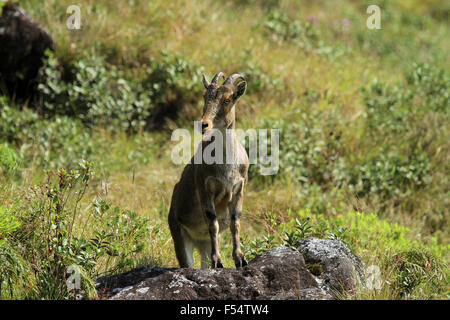 Die Nilgiri Tahr (Nilgiritragus Hylocrius) Volksmund Nilgiri Steinbock oder einfach Steinbock Stockfoto