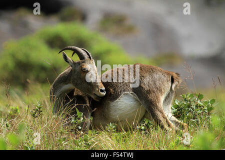 Die Nilgiri Tahr (Nilgiritragus Hylocrius) Volksmund Nilgiri Steinbock oder einfach Steinbock Stockfoto