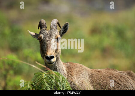 Die Nilgiri Tahr (Nilgiritragus Hylocrius) Volksmund Nilgiri Steinbock oder einfach Steinbock. Stockfoto