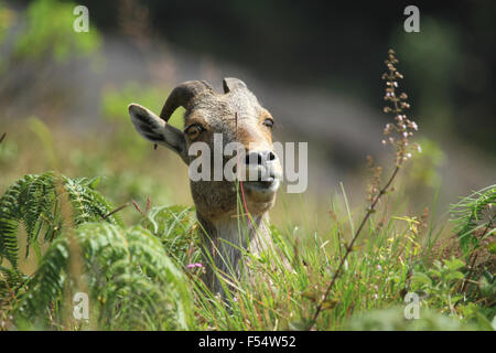 Die Nilgiri Tahr (Nilgiritragus Hylocrius) Volksmund Nilgiri Steinbock oder einfach Steinbock Stockfoto