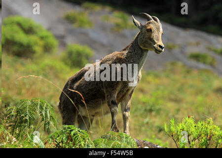 Die Nilgiri Tahr (Nilgiritragus Hylocrius) Volksmund Nilgiri Steinbock oder einfach Steinbock Stockfoto