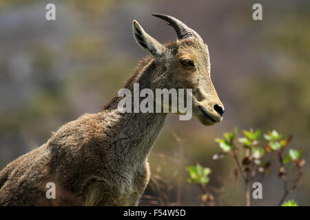 Die Nilgiri Tahr (Nilgiritragus Hylocrius) Volksmund Nilgiri Steinbock oder einfach Steinbock. Stockfoto