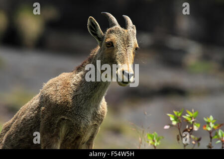 Die Nilgiri Tahr (Nilgiritragus Hylocrius) Volksmund Nilgiri Steinbock oder einfach Steinbock. Stockfoto