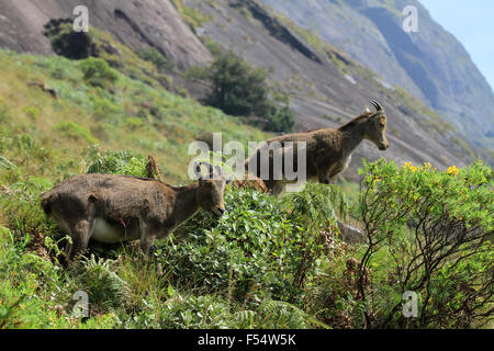 Die Nilgiri Tahr (Nilgiritragus Hylocrius) Volksmund Nilgiri Steinbock oder einfach Steinbock. Stockfoto