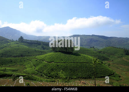 Munnar Tee Hügel Stockfoto