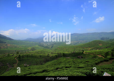 Munnar Tee Hügel Stockfoto