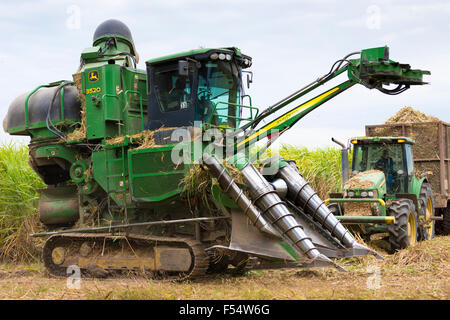 Schnitt und Ernte von Zuckerrohr im Herbst auf der Plantage entlang des Mississippi an Baldwin, Louisiana, USA Stockfoto