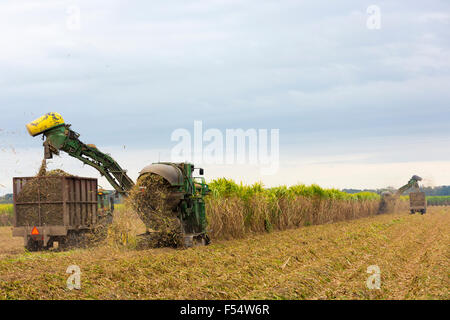 Schnitt und Ernte von Zuckerrohr im Herbst auf der Plantage entlang des Mississippi an Baldwin, Louisiana, USA Stockfoto