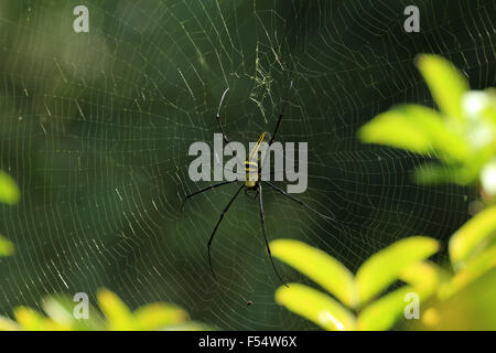 Die Riesenspinne Holz ist eine Art von Arachnid gefunden in Indien und in anderen asiatischen Ländern. Stockfoto