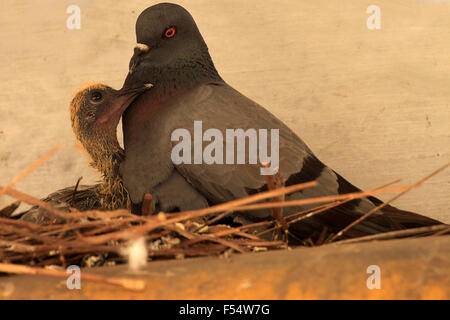 Nest des gemeinsamen Taube und baby Stockfoto