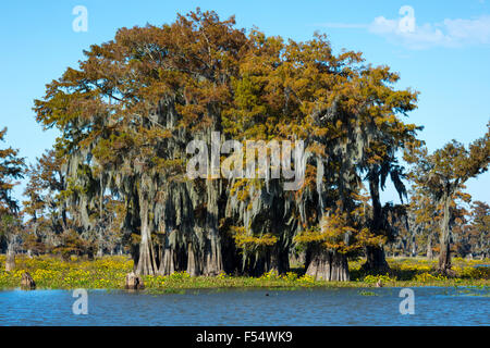 Kahle Zypresse Bäume sommergrüne Nadelbaum, Taxodium Distichum, bedeckt mit spanischem Moos im Atchafalaya Swamp, Louisiana, USA Stockfoto