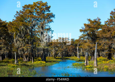 Kahle Zypresse Bäume sommergrüne Nadelbaum, Taxodium Distichum, bedeckt mit spanischem Moos im Atchafalaya Swamp, Louisiana, USA Stockfoto