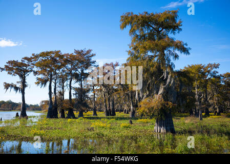 Kahle Zypresse Bäume sommergrüne Nadelbaum, Taxodium Distichum, bedeckt mit spanischem Moos im Atchafalaya Swamp, Louisiana, USA Stockfoto