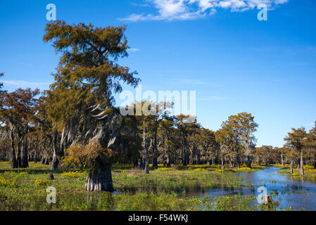 Kahle Zypresse Bäume sommergrüne Nadelbaum, Taxodium Distichum, bedeckt mit spanischem Moos im Atchafalaya Swamp, Louisiana, USA Stockfoto