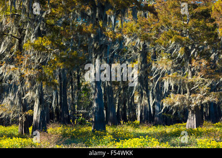 Kahle Zypresse Bäume sommergrüne Nadelbaum, Taxodium Distichum, bedeckt mit spanischem Moos im Atchafalaya Swamp, Louisiana, USA Stockfoto