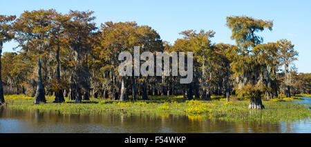 Kahle Zypresse Bäume sommergrüne Nadelbaum, Taxodium Distichum, bedeckt mit spanischem Moos im Atchafalaya Swamp, Louisiana, USA Stockfoto