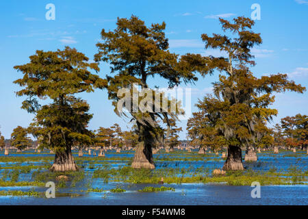 Sumpfzypresse Bäume Taxodium Distichum Baumstümpfe unten für Holz, Bäume mit spanischem Moos, Atchafalaya Swamp, Louisiana USA Stockfoto