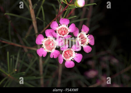 Nahaufnahme von Geraldton Wachs Blumen - Chamelaucium Uncinata - Familie Myrtaceae Stockfoto