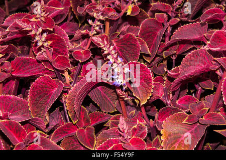 Gattung Coleus mehrjährige immergrüne Pflanzen in der Familie Lamiaceae Stockfoto