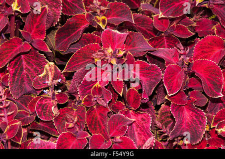 Gattung Coleus mehrjährige immergrüne Pflanzen in der Familie Lamiaceae Stockfoto