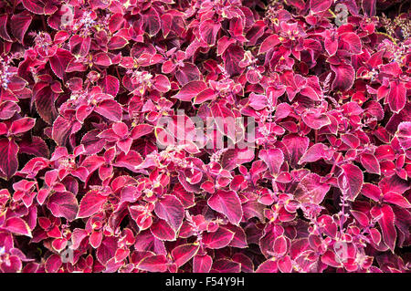 Gattung Coleus mehrjährige immergrüne Pflanzen in der Familie Lamiaceae Stockfoto