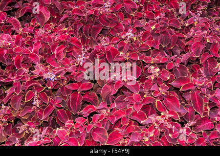 Gattung Coleus mehrjährige immergrüne Pflanzen in der Familie Lamiaceae Stockfoto