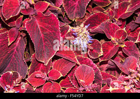 Gattung Coleus mehrjährige immergrüne Pflanzen in der Familie Lamiaceae Stockfoto